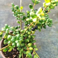 Илекс, Ilex crenata 'Convexa' , снимка 8 - Градински цветя и растения - 39366329