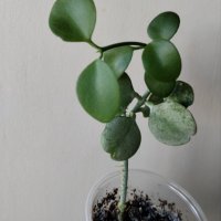 Дишидия, dischidia nummularia, снимка 1 - Стайни растения - 43551960