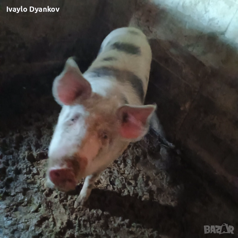 Женско прасе, снимка 1