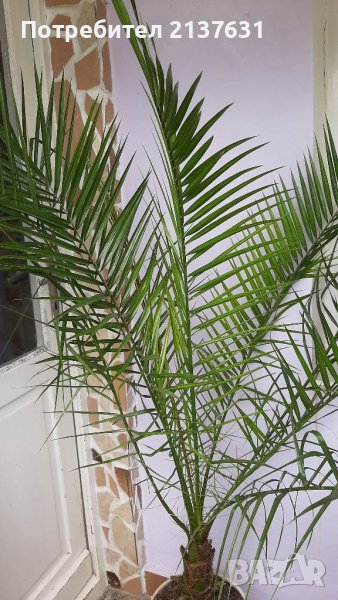 Продавам ФИНИКОВА КАНАРСКА ПАЛМА в КЕРАМИЧНА СИНЯ САКСИЯ , снимка 1