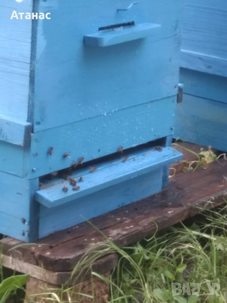 Пчелни семейства ДБ , снимка 1