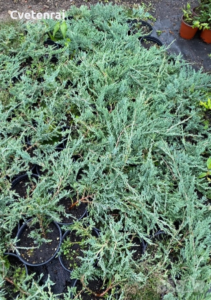 Стелеща Хвойна, снимка 1