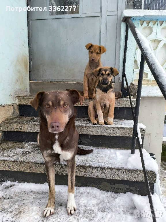 Подарявам кучета пазачи , снимка 1