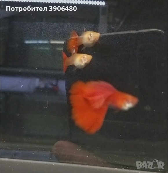 Налични красиви  Full Red Albino, снимка 1