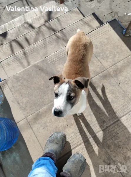 Питбул  мелез, снимка 1