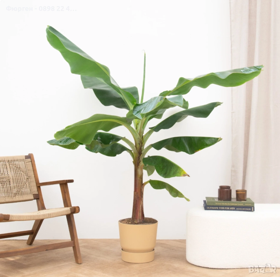 Банан - Стаен , снимка 1