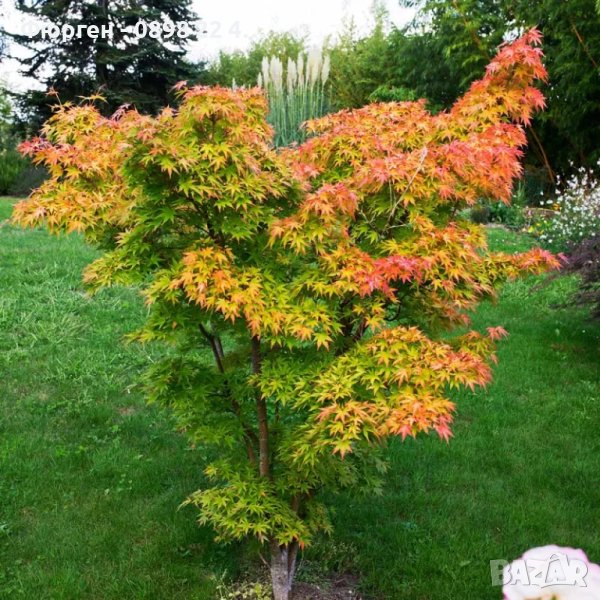 ЯПОНСКИ КЛЕН , ОРАНЖЕВ- ACER PALMATUM ‘ORANGE DREAM’ Промоция !!!, снимка 1