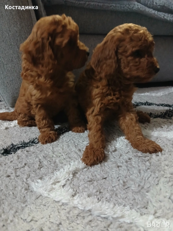 той пудели малки , снимка 1