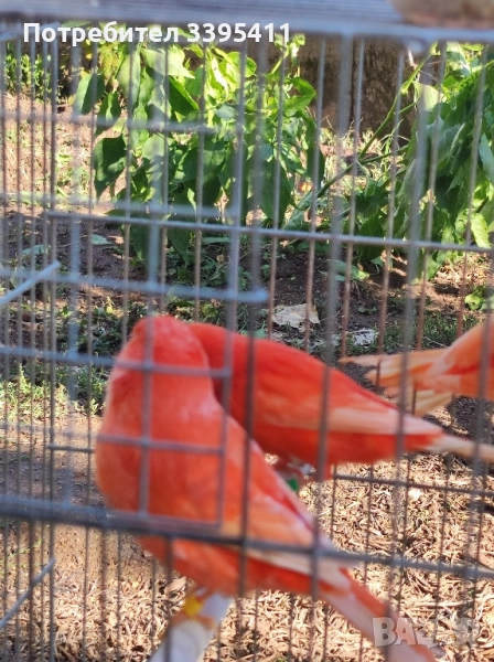 продавам цветни канари Жълти Червени Глостери и Венецуелски Скатии , снимка 1