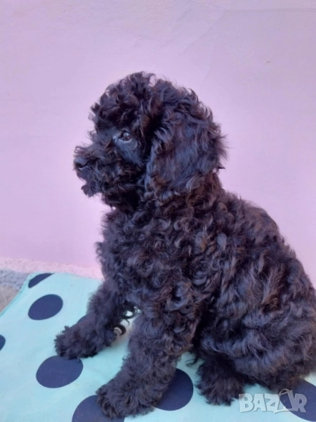 Той Пудел Мини Пудел, снимка 1