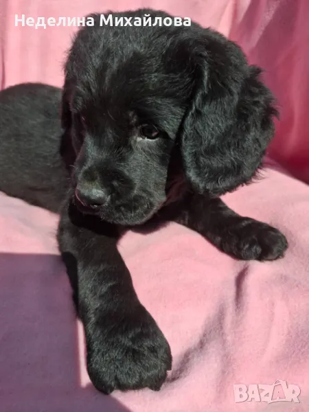 Лабрадудел, снимка 1