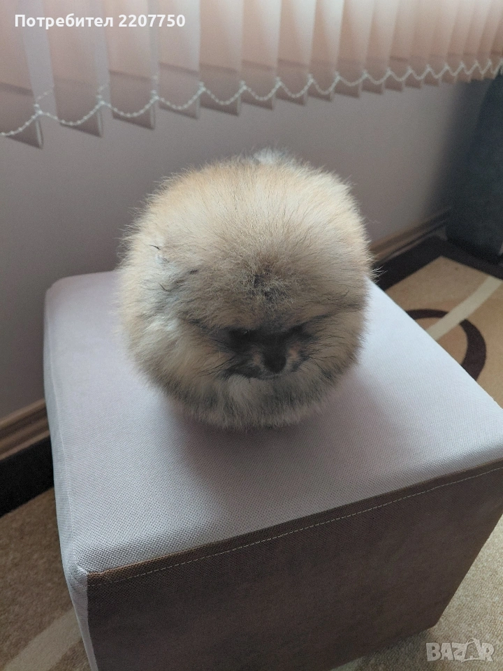 продавам померан , снимка 1