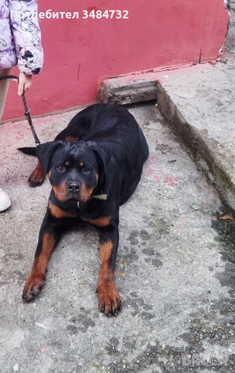  Женски ротвайлер , снимка 1