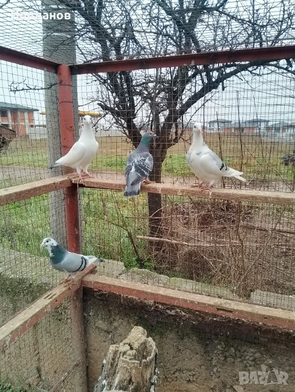Пощенски гълъби, снимка 1