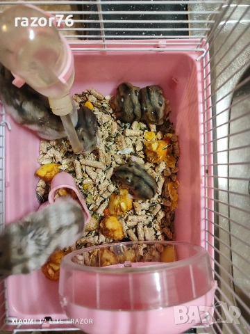 мини хамстери , снимка 3 - Хамстери - 53184588