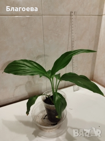 Спатифилум/Лилия на мира, снимка 3 - Стайни растения - 52225068