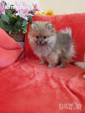 Померан померани свободни!, снимка 5 - Померан - 49137747