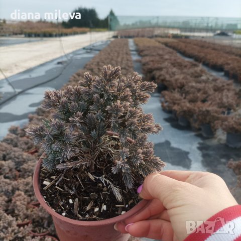 Juniperus squamata 'Blue Star', Хвойна Синя Звезда, снимка 11 - Градински цветя и растения - 39479257