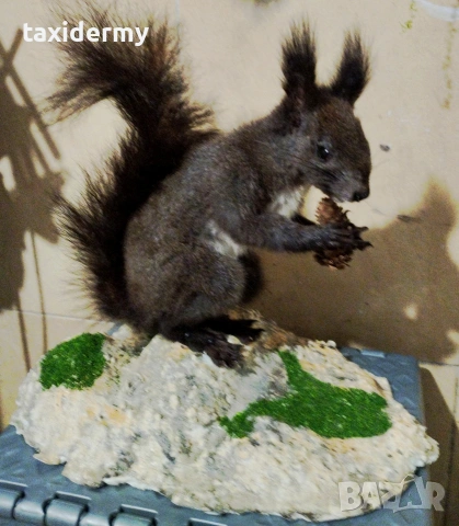 Препарирана катеричка 