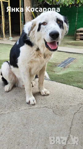 Младо куче търси своя дом!, снимка 18 - Други - 52008103