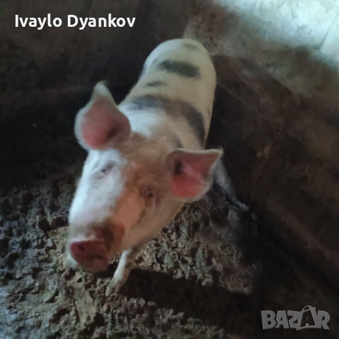 Женско прасе