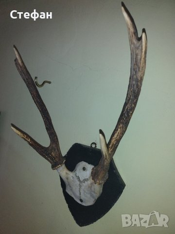 Еленови рога., снимка 2 - Ножове - 43950874