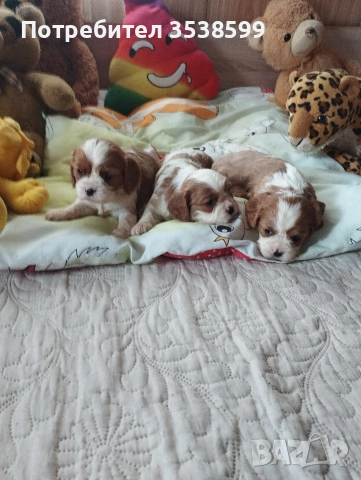 Кавалер Кинг Чарлз Шпаньол 