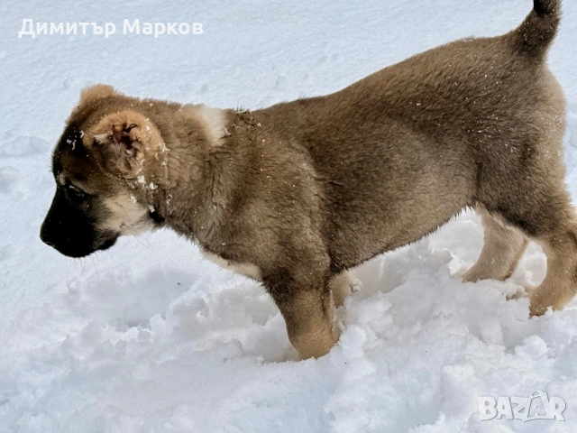 Кученца АЛАБАЙ(САО), снимка 4 - Алабай - 53439801