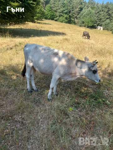 крави телета юници , снимка 3 - Крави - 51296848