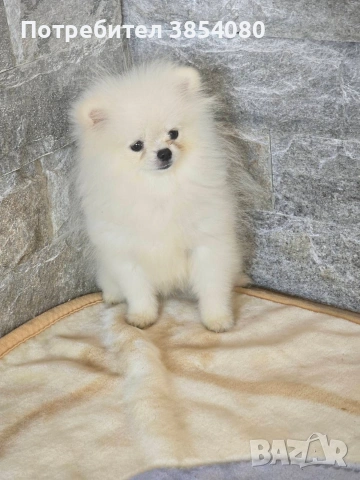 Мини Померан момче 