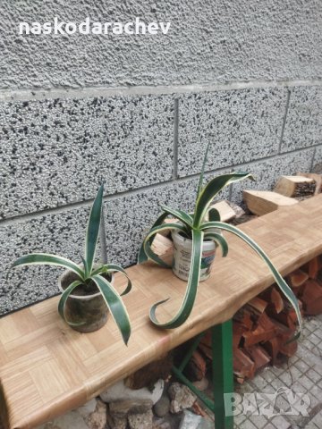 Американско пъстро Агаве (Agave americana variegata) или Столетник с пъстри листа, снимка 10 - Стайни растения - 34958501