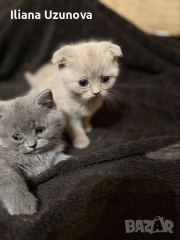 Уникални британски котенца , снимка 7 - Британска късокосместа - 52529757