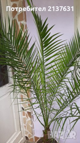 Продавам ФИНИКОВА КАНАРСКА ПАЛМА в КЕРАМИЧНА СИНЯ САКСИЯ , снимка 1