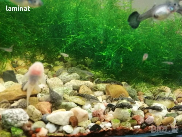 Продавам гупи, ричия и Явански мъх