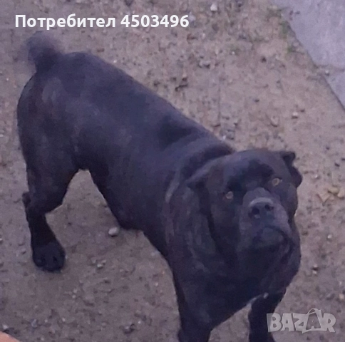 Чисто кръвни.Две женски и три мъжки., снимка 4 - Кане корсо - 52896077