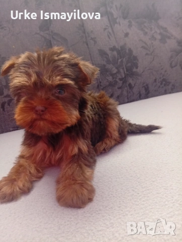 Мини йоркширски териер , снимка 6 - Йоркширски териер - 53534471