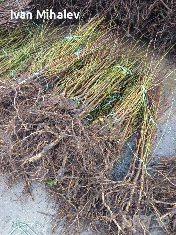 Коллонни дръвчета , снимка 3 - Градински цветя и растения - 53029291