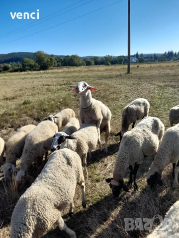 Продавам млад Овен Асаф, снимка 3 - Овце - 52215099