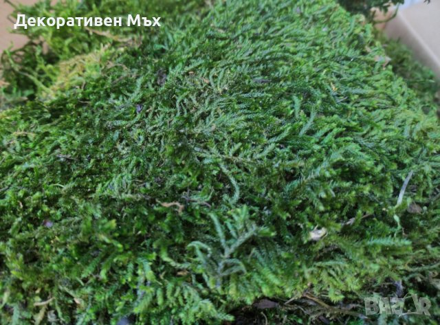 Дълъг декоративен плосък стабилизиран скандинавски естествен мъх, снимка 2 - Декорация за дома - 38501989