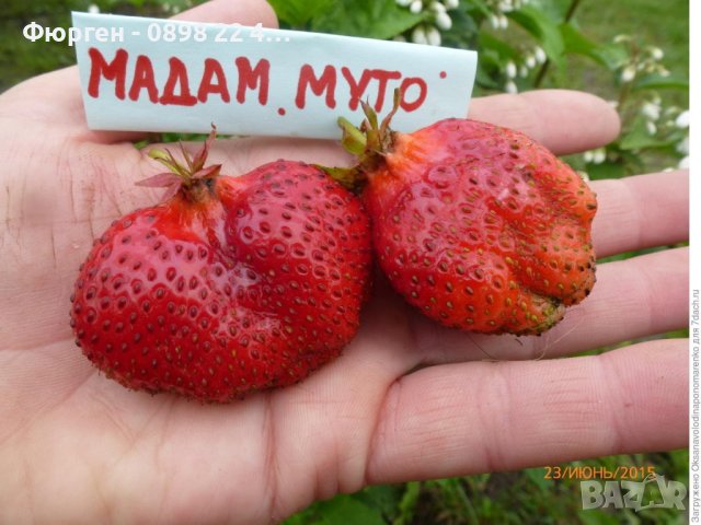 Ягода сорт "Мадам Муто", снимка 6 - Разсади - 40612642