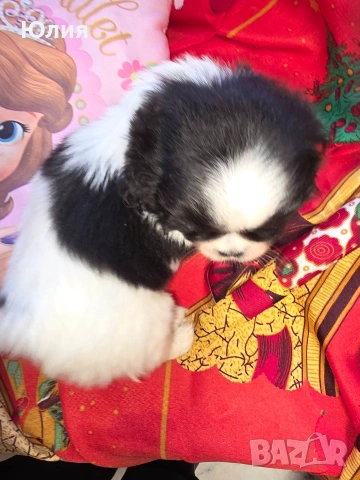 Японски хинчета, снимка 9 - Други - 52506287