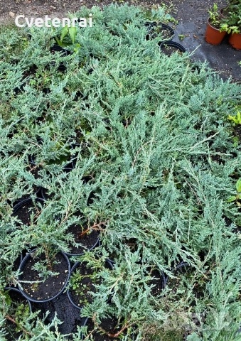 Стелеща Хвойна, снимка 1