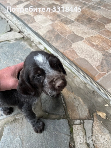 Дратхаар , снимка 3 - Дратхаар - 52884984