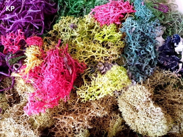 Скандинавски мъх + дървена кутия , снимка 4 - Декорация за дома - 51504238