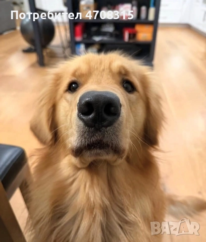 Голдън ретривър момче  родословен баща, снимка 8 - Голдън ретривър - 53300412