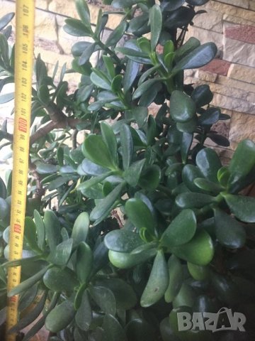 Дьрвото на живота , снимка 4 - Стайни растения - 26841668