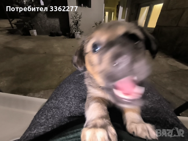 Кученца, снимка 6 - Други - 52153328