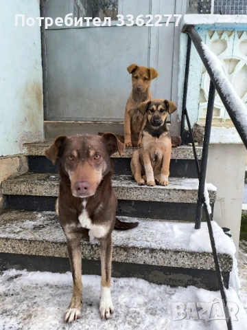 Подарявам кучета пазачи 