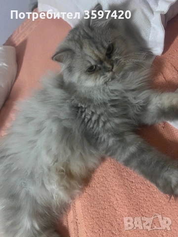 Женско персийско котенце , снимка 5 - Персийска - 53113318