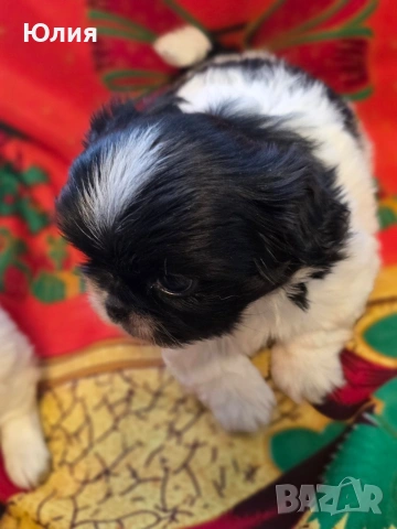 Японски хин, снимка 11 - Други - 52506196